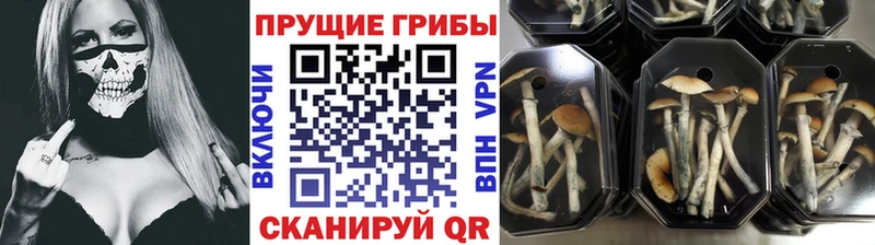 Псилоцибиновые грибы мицелий Суджа